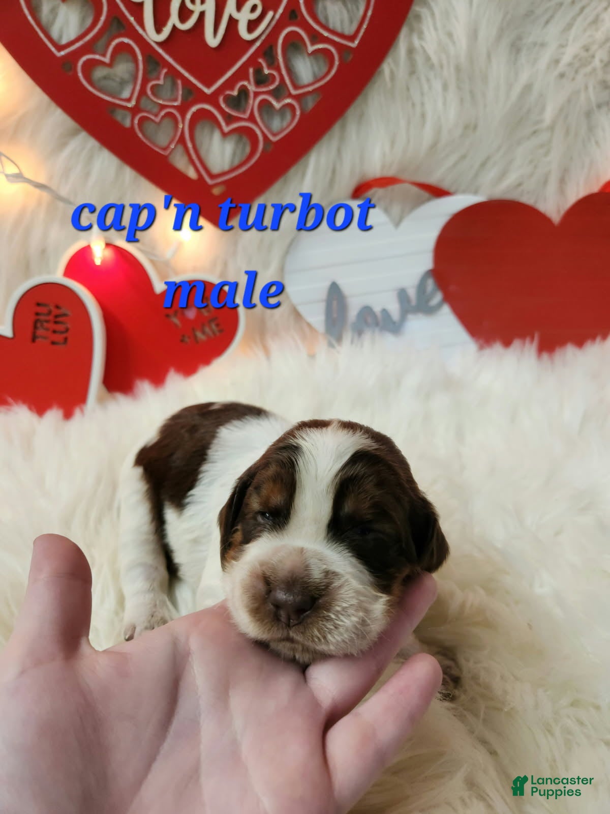 English Springer Spaniel dogs Cap'n Turbot - Ad 19