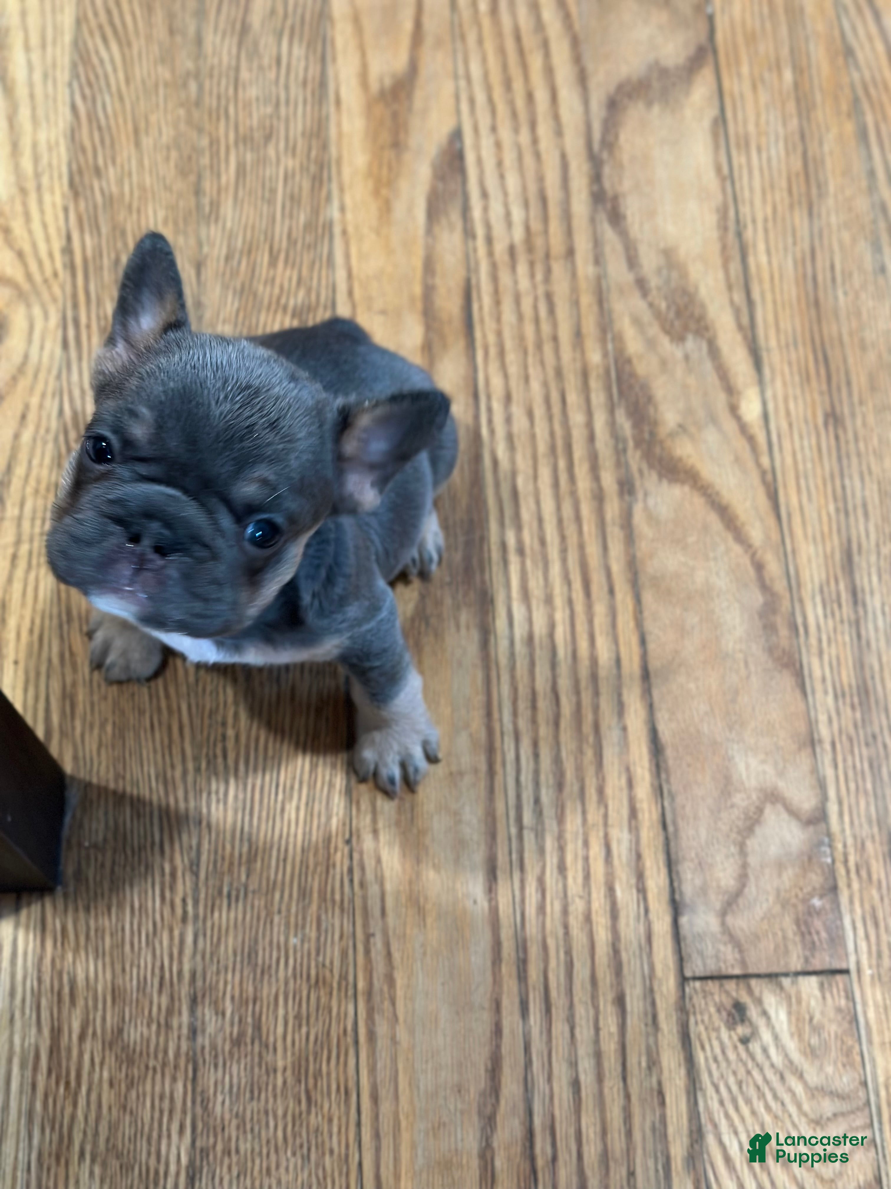 French Bulldog dogs French Bulldog 5 - Ad 1