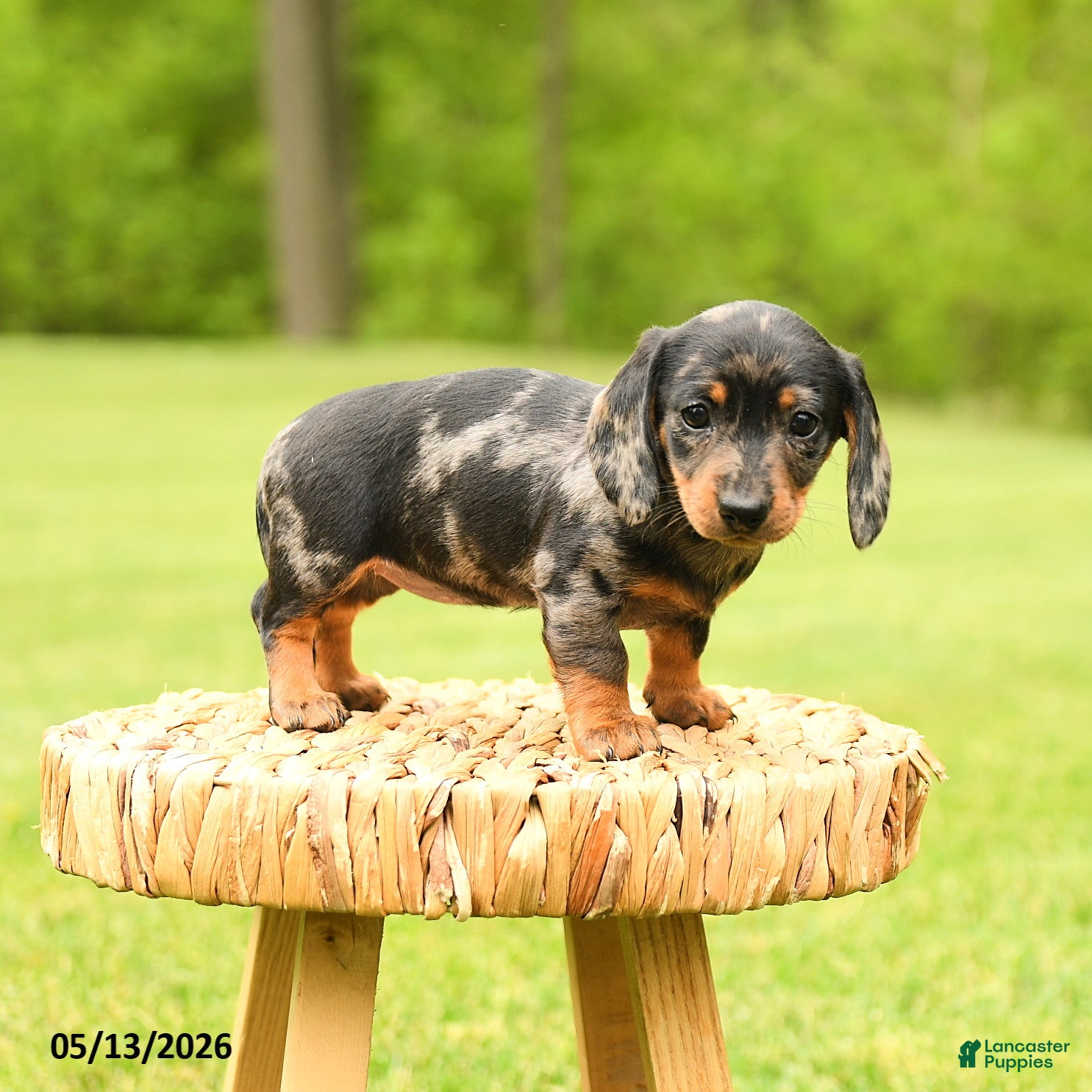 Dachshund dogs Arabella - Ad 2