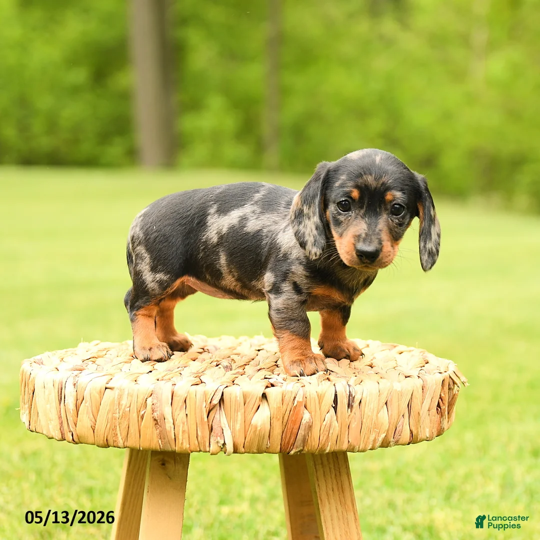 Dachshund dogs for sale: Arabella - Ad 2