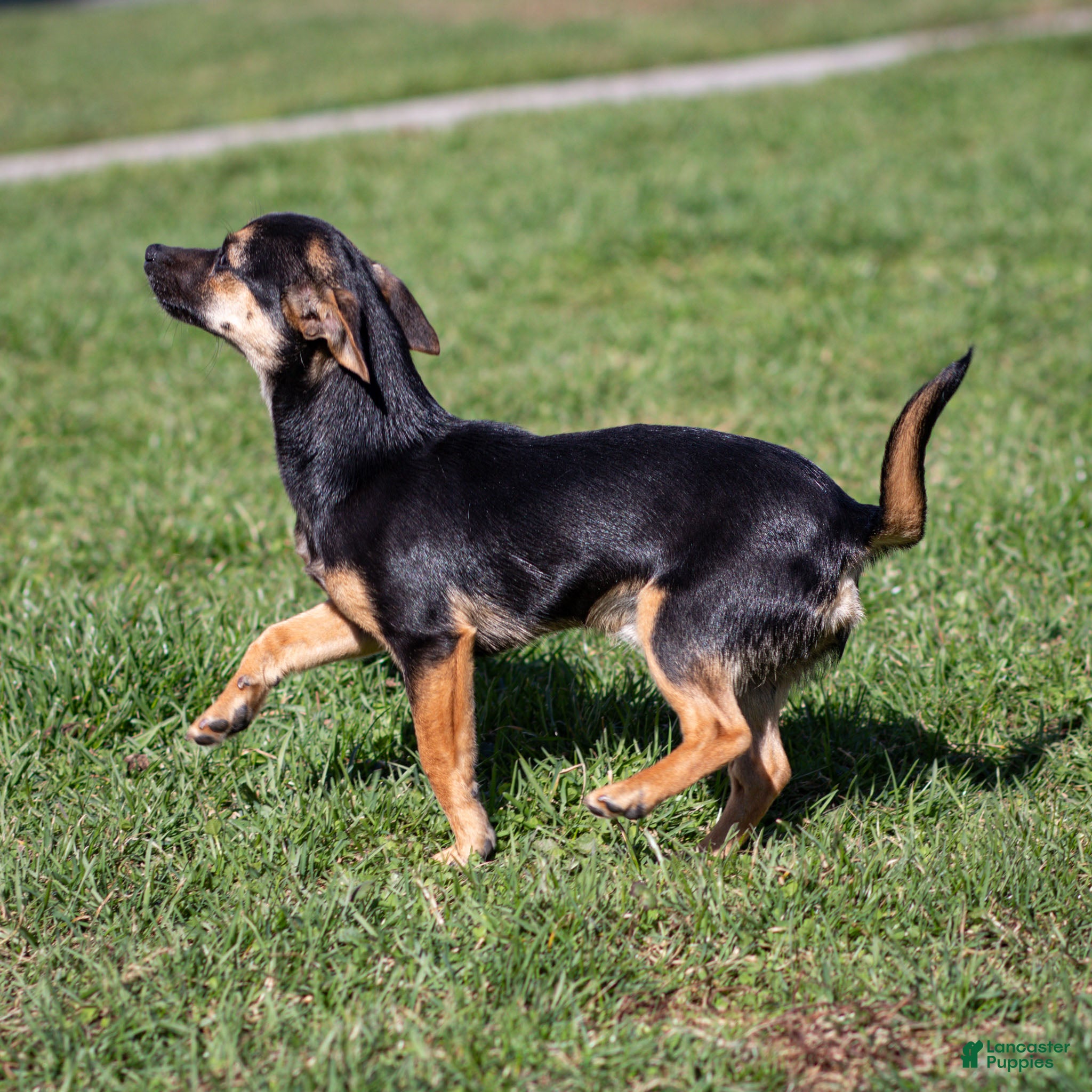 Chihuahua dogs Preston - Ad 2