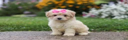 Mixed Breed dogs for sale: Brianna - Ad 7