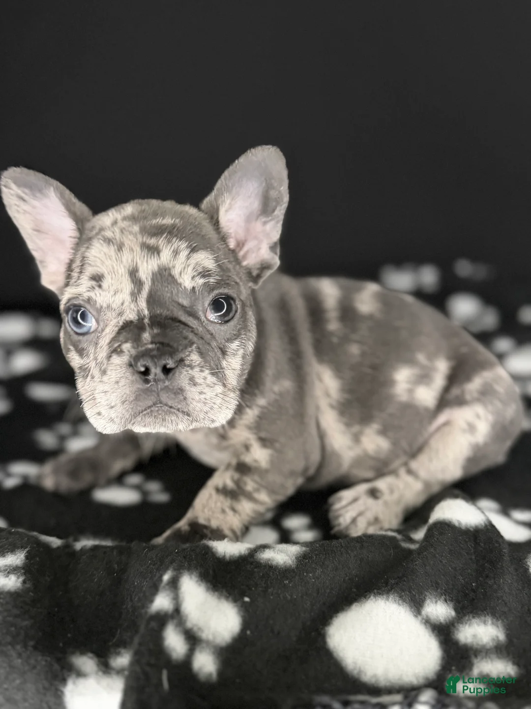 French Bulldog dogs for sale: DOLCE 🩷 - Ad 2