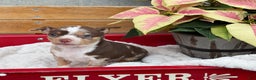 Chihuahua dogs for sale: Chestnut - Ad 10