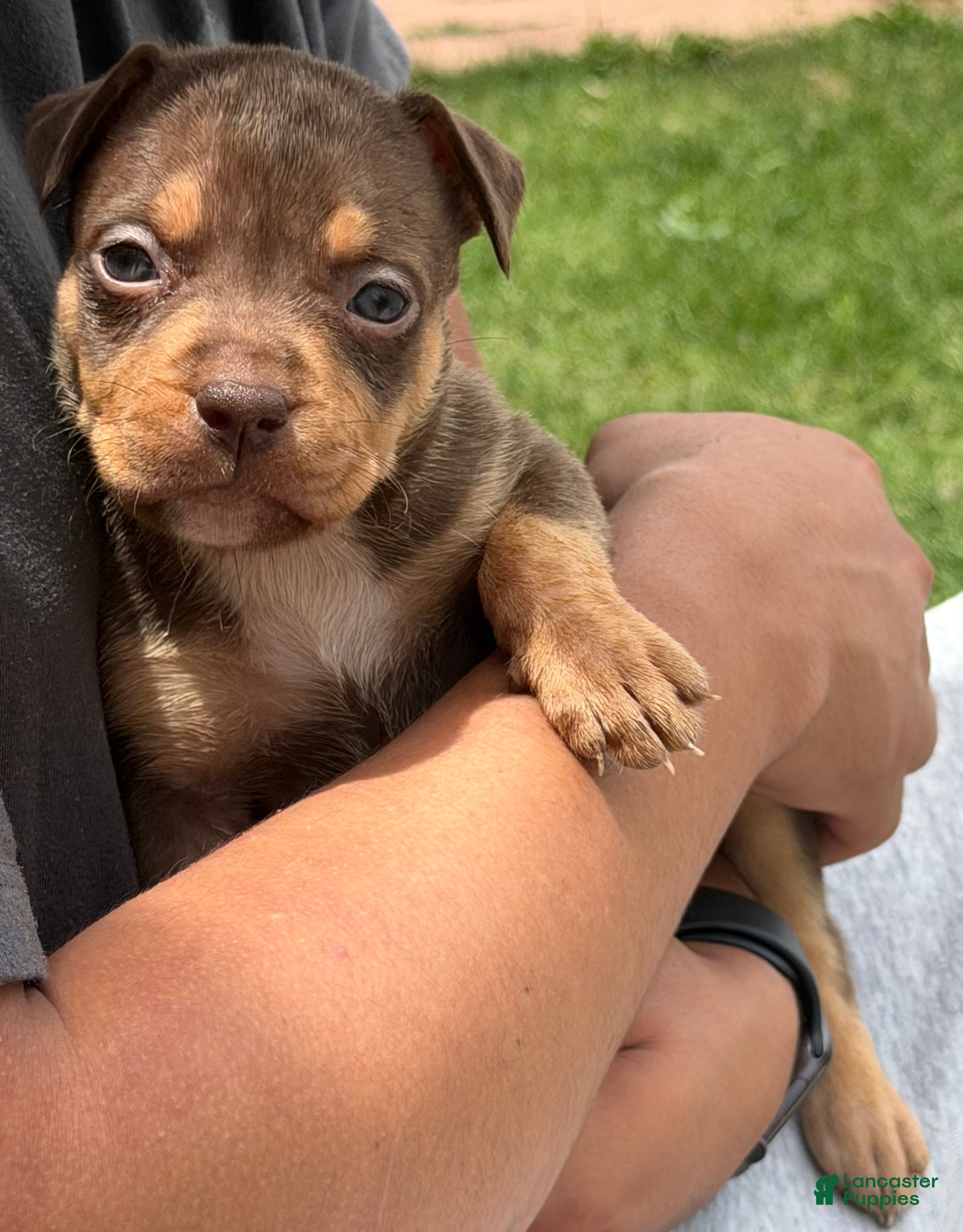 American Bully dogs American Bully Puppy 5 - Ad 5