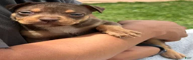 American Bully Puppy 5