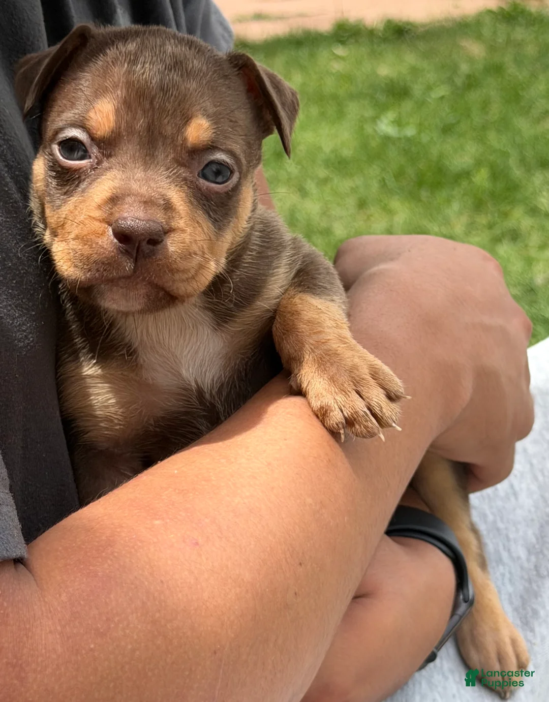 American Bully dogs for sale: American Bully Puppy 5 - Ad 1