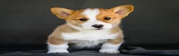 Welsh Corgi Pembroke dogs for sale: Biscuit - Ad 1