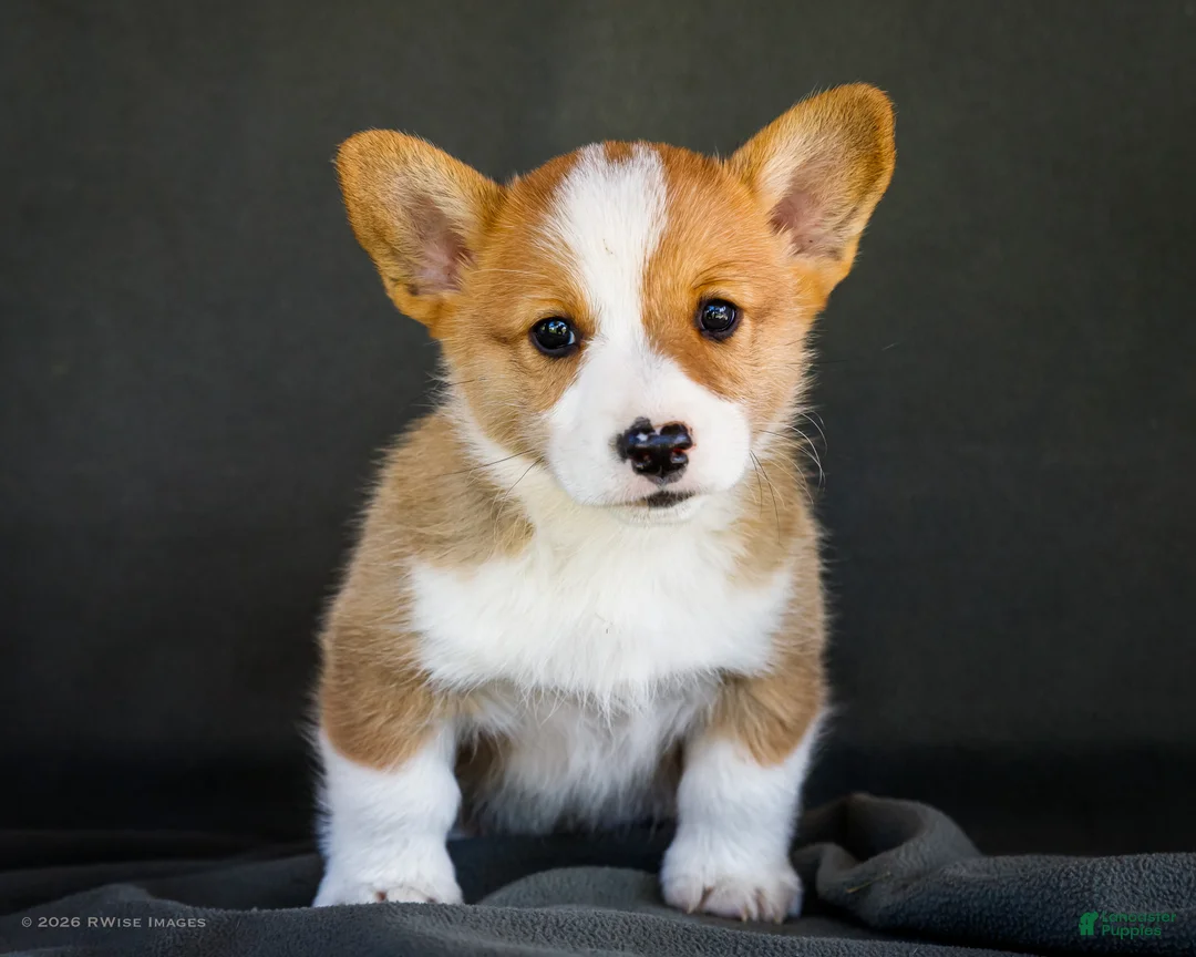 Welsh Corgi Pembroke dogs for sale: Biscuit - Ad 1
