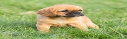 Puggle dogs for sale: Chloe - Ad 7