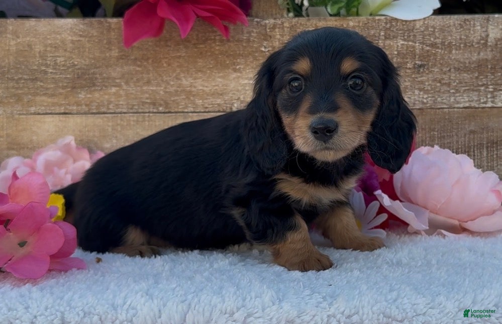Miniature Dachshund dogs Miniature Dachshund Puppy 1 - Ad 3