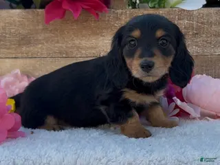 Miniature Dachshund dogs Miniature Dachshund Puppy 1 - Ad 7