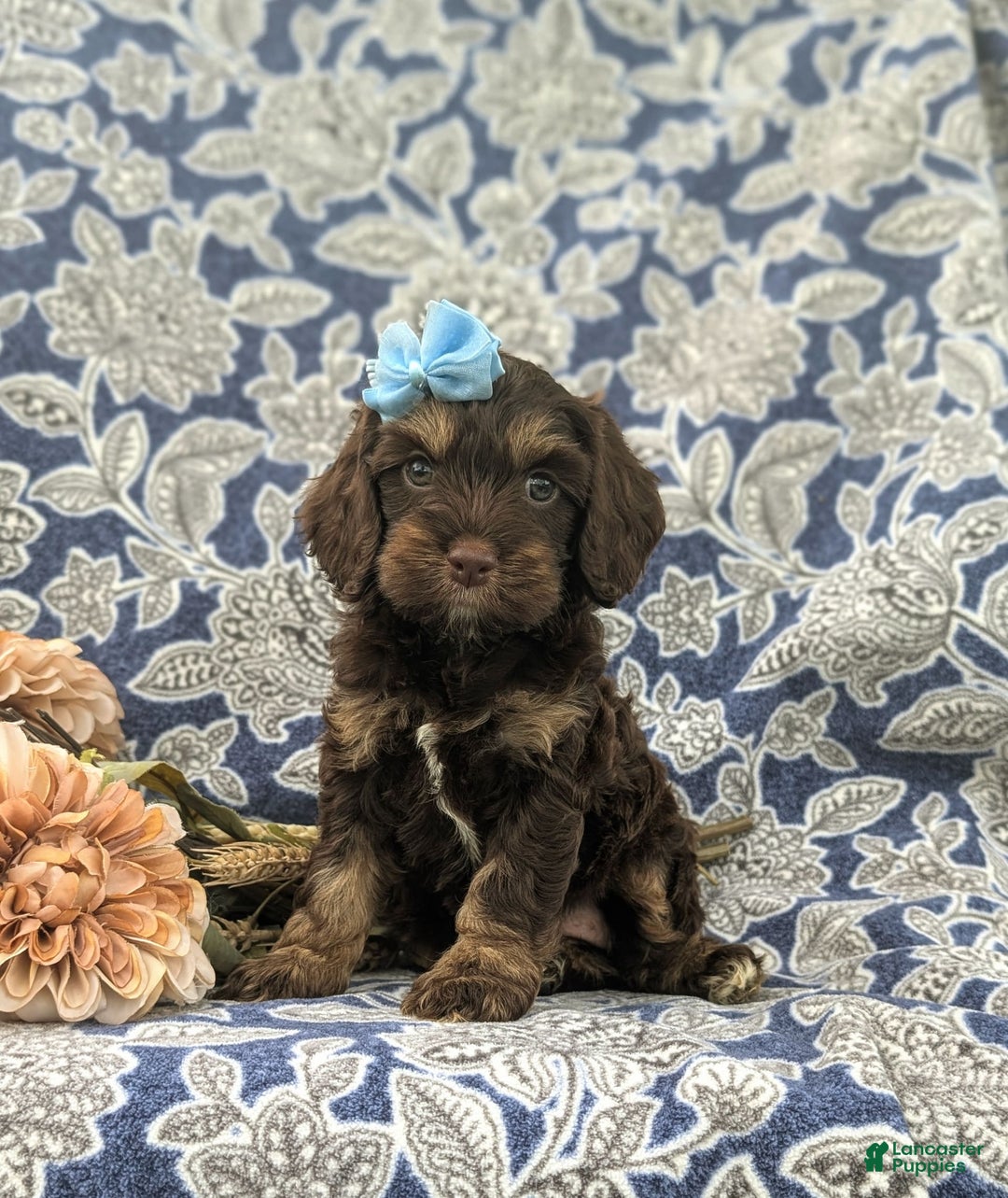 Cockapoo dogs for sale: Krystal - Ad 21