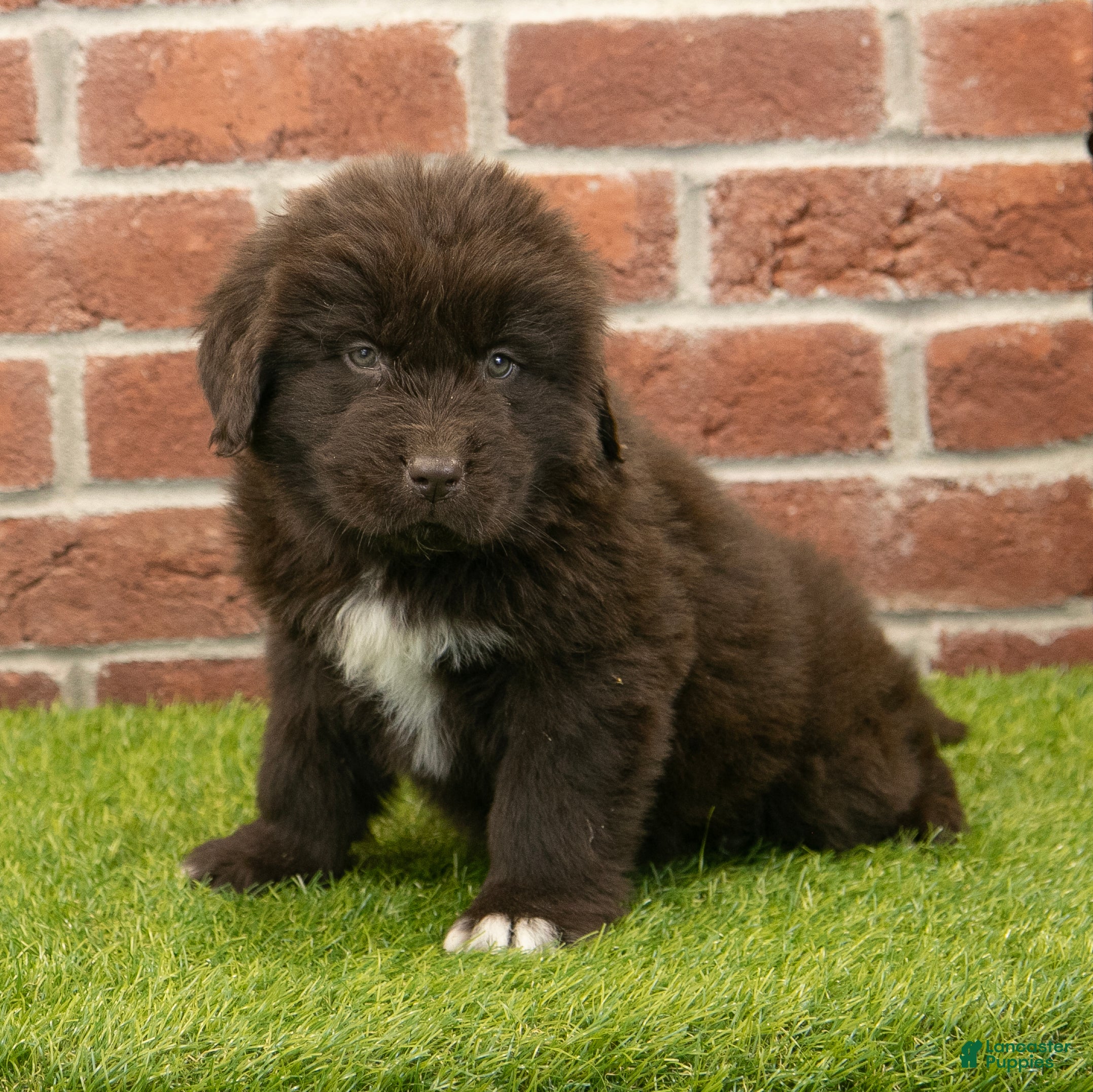 Newfoundland dogs Ryder - Ad 38