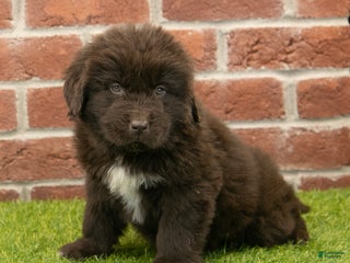 Newfoundland dogs Ryder - Ad 38