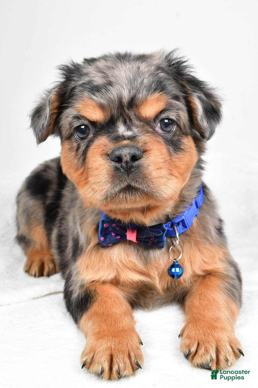 French Bulldog dogs for sale: Maxwell - Ad 4