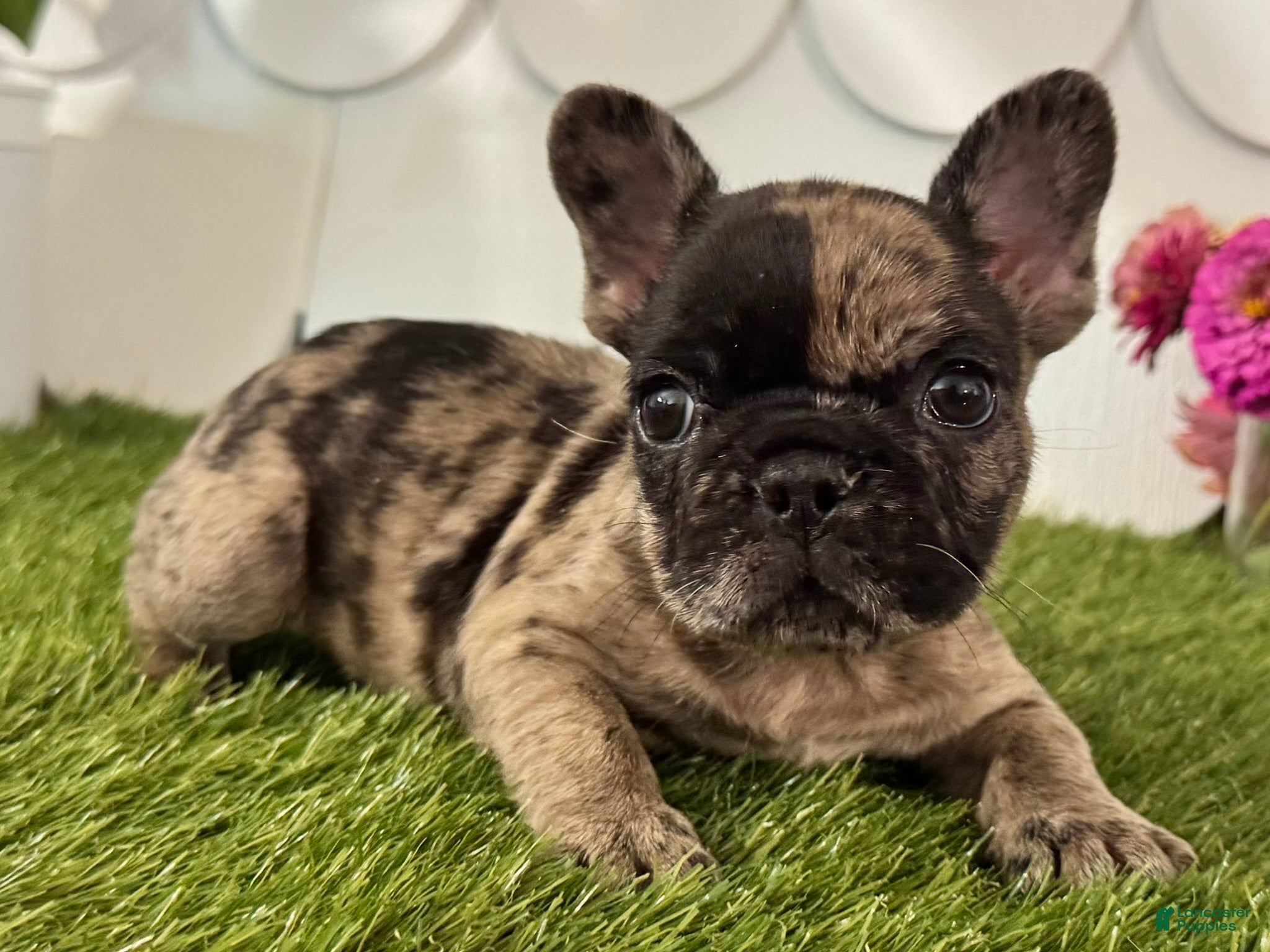 French Bulldog dogs Hank - Ad 2
