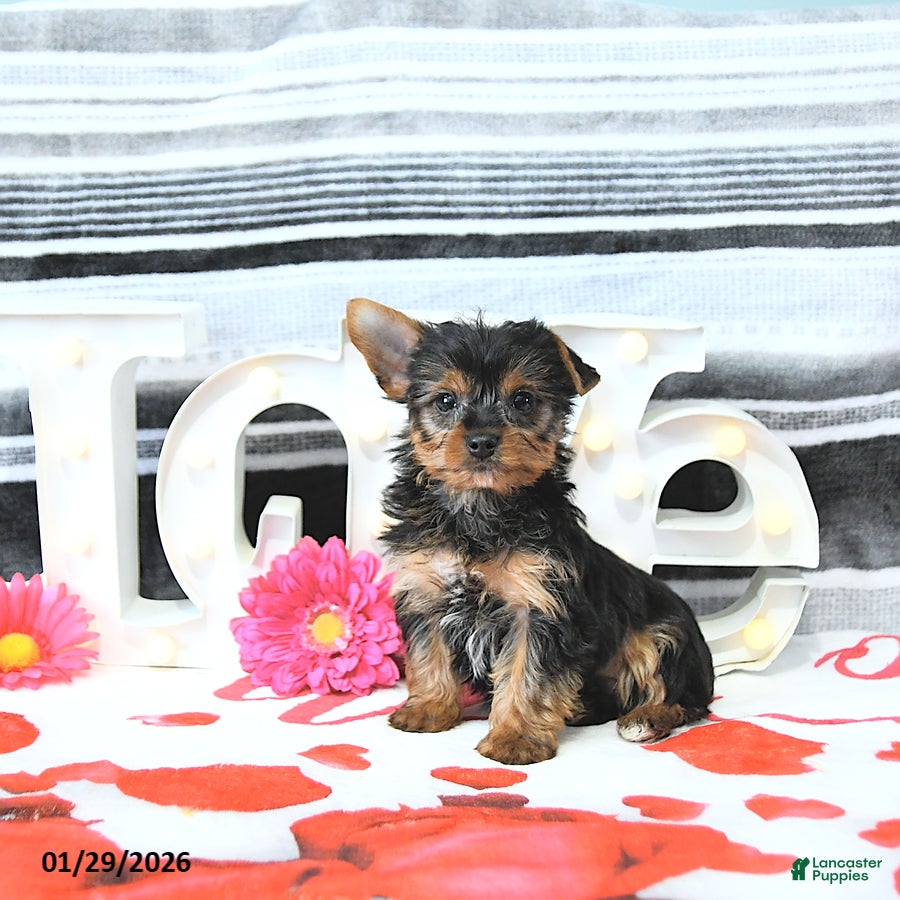 Yorkshire Terrier dogs Maverick - Ad 2
