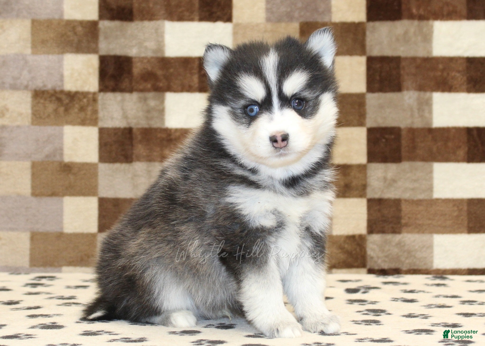 Pomsky dogs Ivan - Ad 35