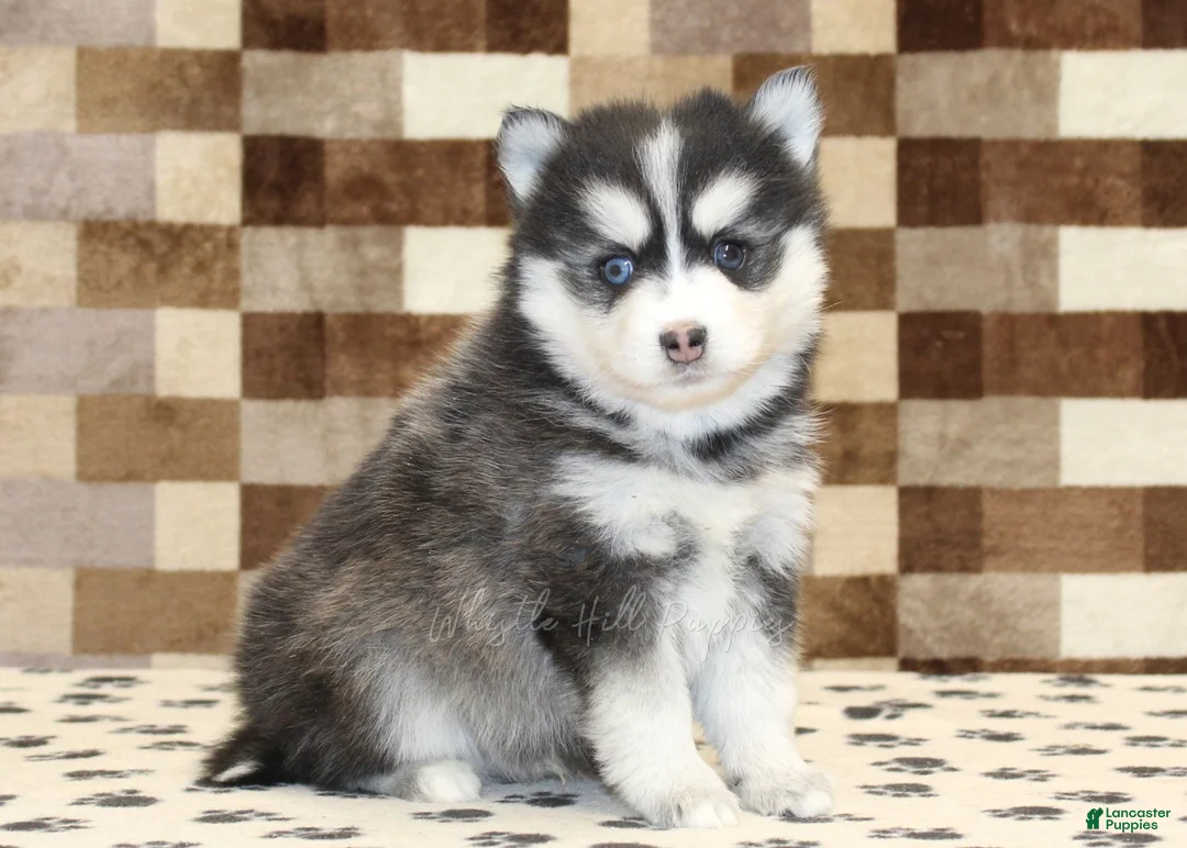Pomsky dogs for sale: Ivan - Ad 1
