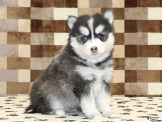 Pomsky dogs Ivan - Ad 35