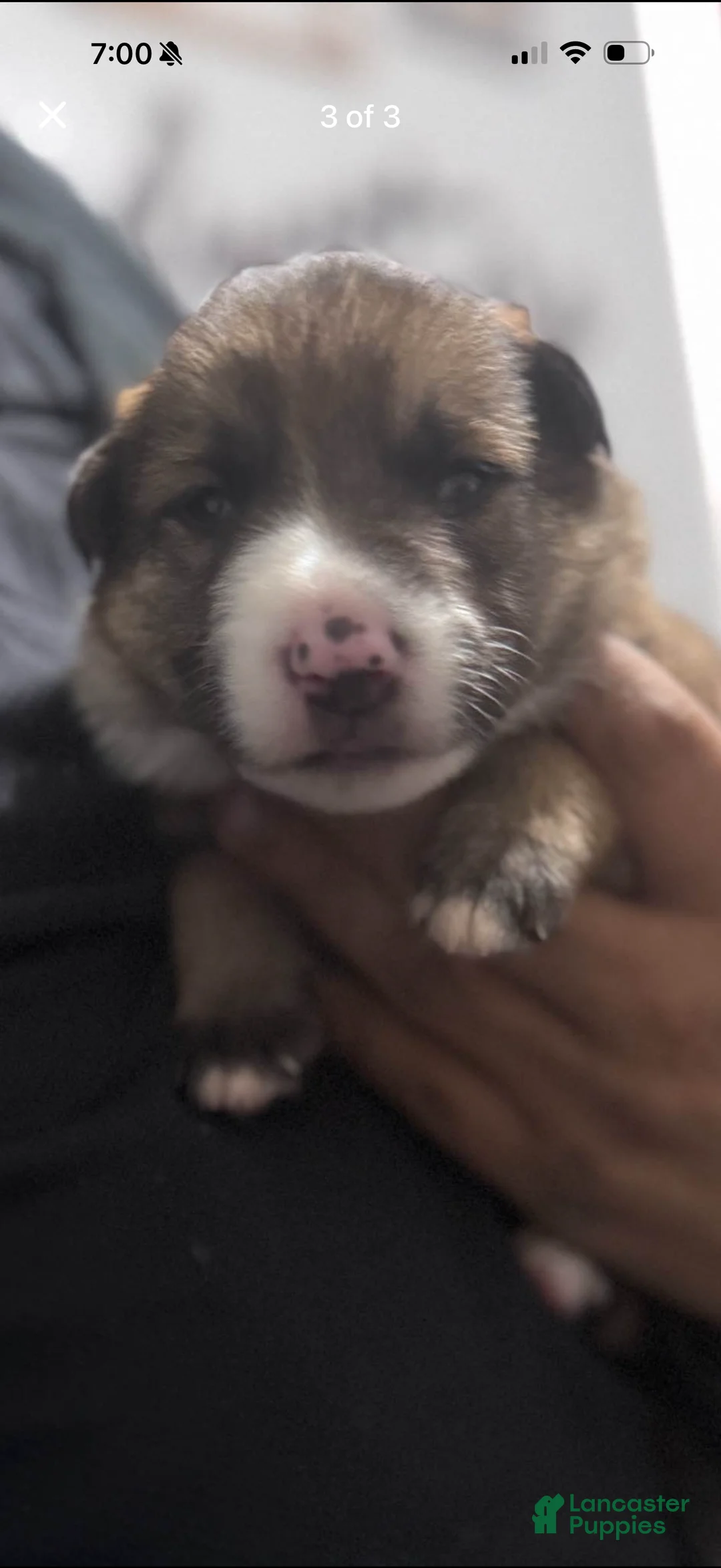 German Shepherd dogs for sale: German Shepherd Puppy 2 - Ad 1