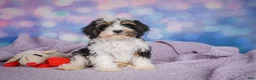 Cavapoo dogs for sale: Duke - Ad 7