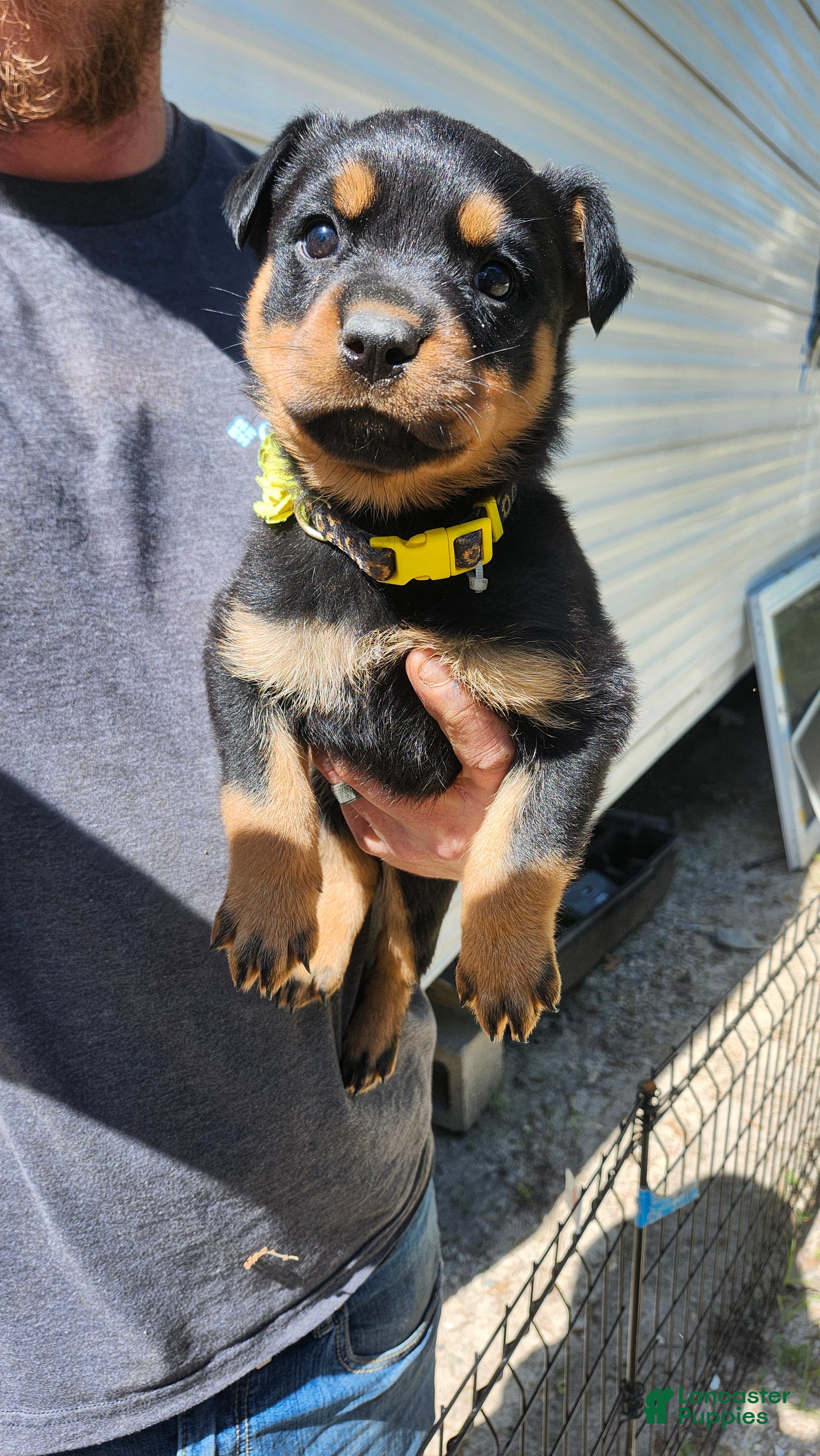 Rottweiler dogs Rottweiler Puppy 2 - Ad 6