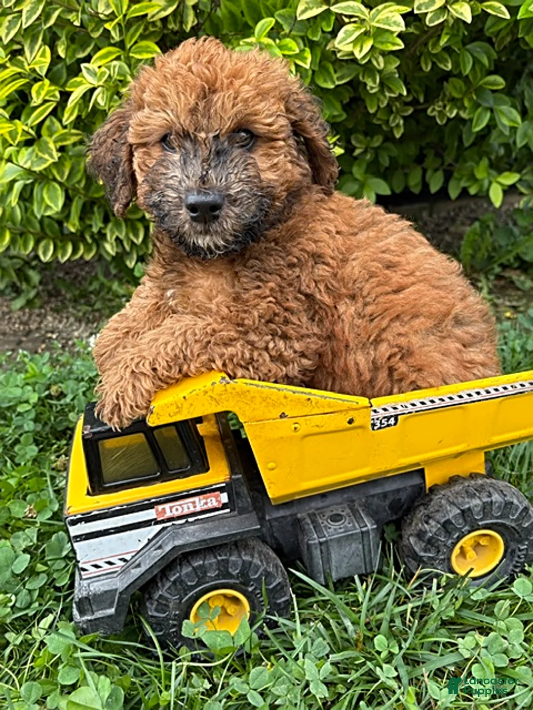 Whoodle dogs for sale: Hunter - Ad 2