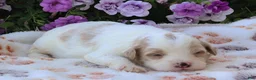 Mini Goldendoodle dogs for sale: Chester - Ad 8