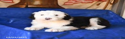 Shetland Sheepdog dogs for sale: Hope - Ad 3