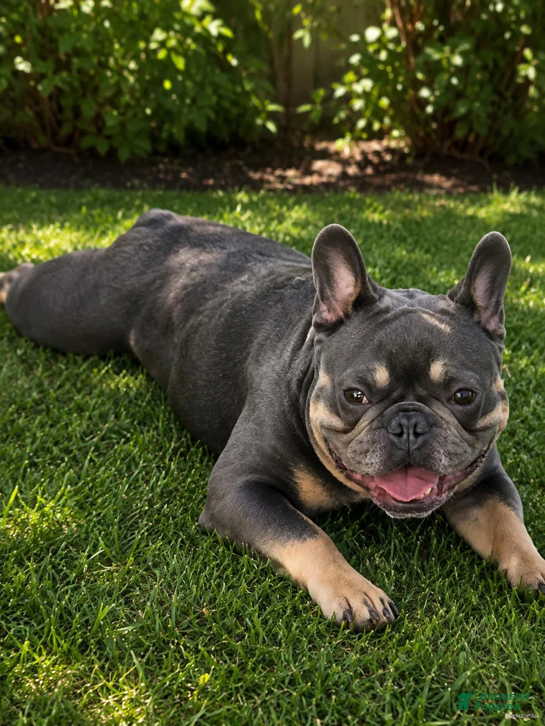 French Bulldog dogs for sale: French Bulldog 2 - Ad 2