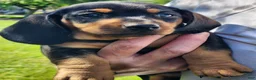 Miniature Dachshund dogs for sale: Rocky - Ad 5