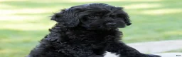 Goldendoodle dogs for sale: Daisy - Ad 4