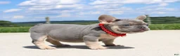 French Bulldog dogs for sale: Bentley - Ad 4