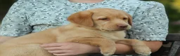 Labrador Retriever dogs for sale: Aspen - Ad 2