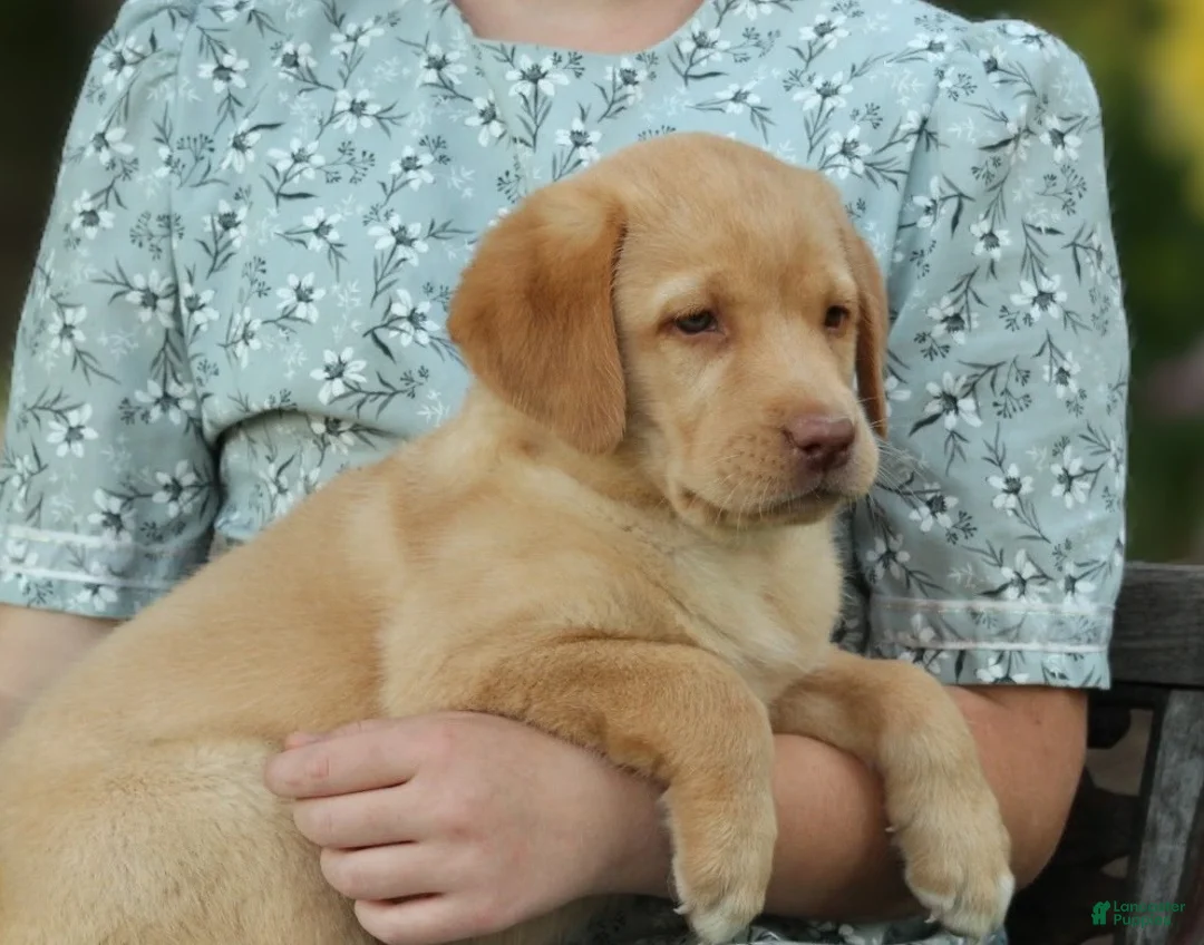 Labrador Retriever dogs for sale: Aspen - Ad 2