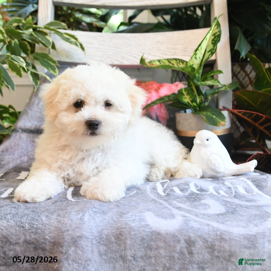 Bichon Frise dogs Popcorn - Ad 2