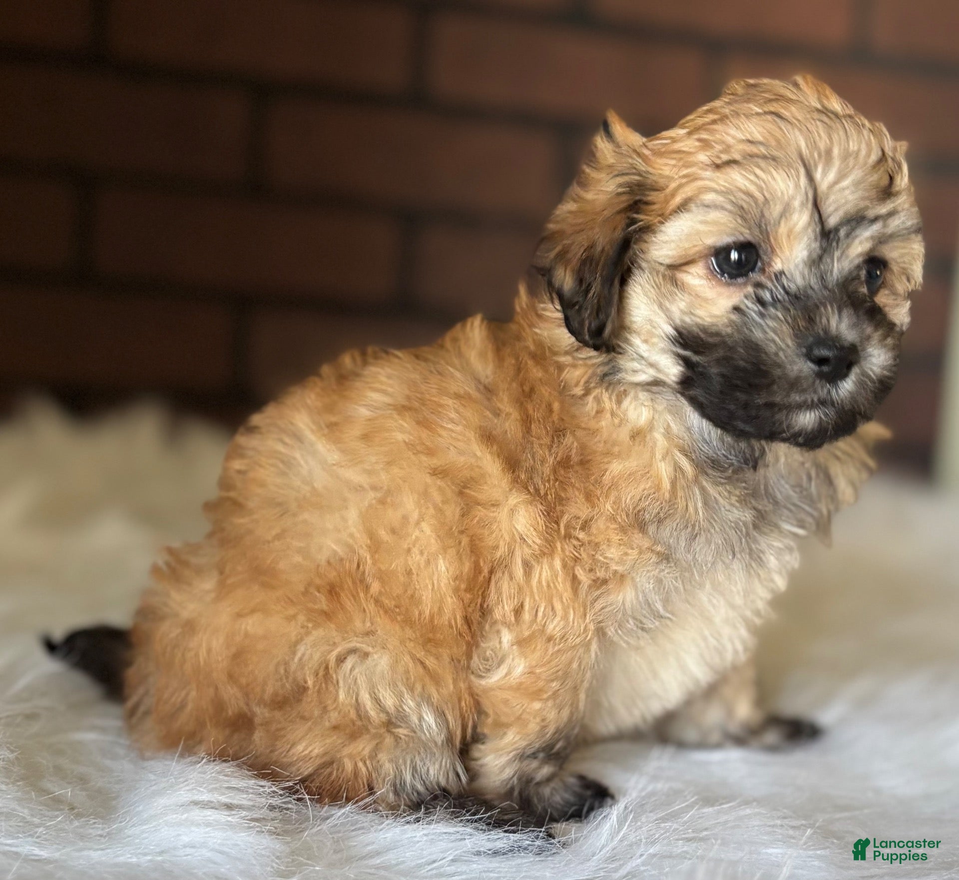 Maltipoo dogs Cider - Ad 2