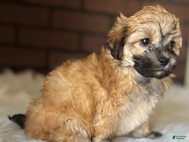 Maltipoo dogs for sale: Cider - Ad 2