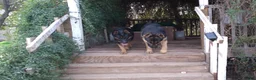 German Shepherd dogs for sale: Ragnar  - Ad 7