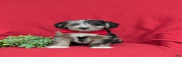 Corgipoo dogs for sale: Dameon - Ad 2