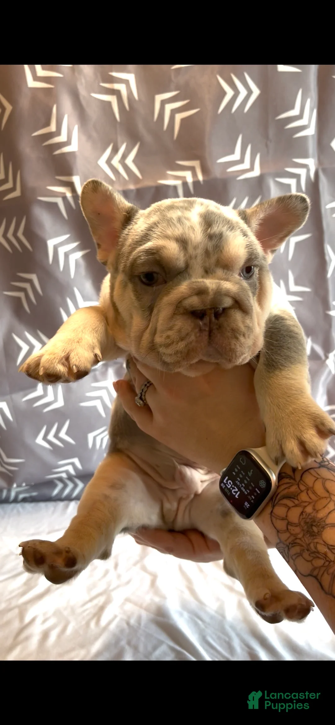French Bulldog dogs for sale: French Bulldog Puppy 1 - Ad 2