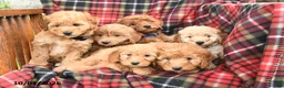 Mini Goldendoodle dogs for sale: Sarge - Ad 5
