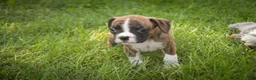 Boxer dogs for sale: Rhett - Ad 5