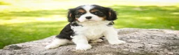 Cavalier King Charles Spaniel dogs for sale: Landry - Ad 3