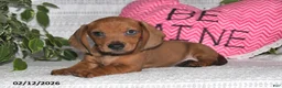 Miniature Dachshund dogs for sale: Harry - Ad 5