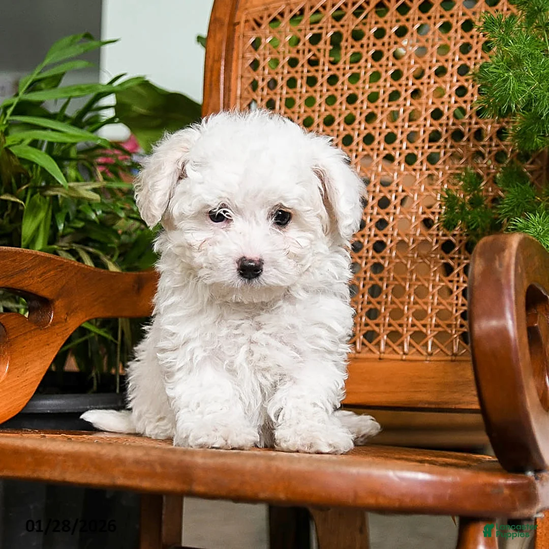 Maltipoo dogs for sale: Kisses - Ad 3