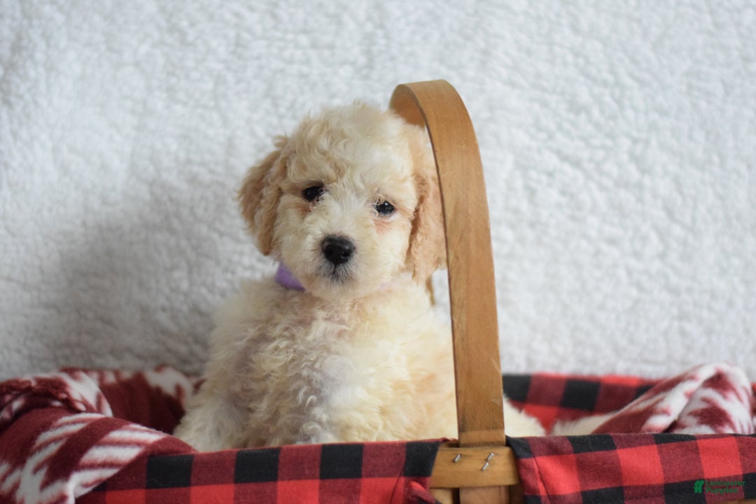 Goldendoodle dogs for sale: Goldendoodle Puppy 2 - Ad 2