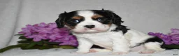 Cavalier King Charles Spaniel dogs for sale: Scout - Ad 5